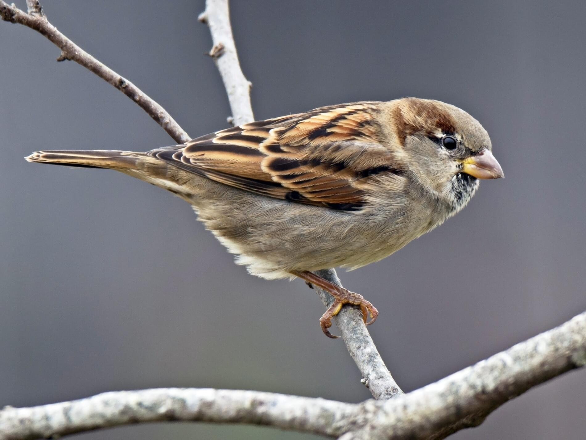 Widget sparrow. Домовый Воробей. Домовой Воробей птица. Красноголовый Воробей. Домовый Воробей воробьиные.