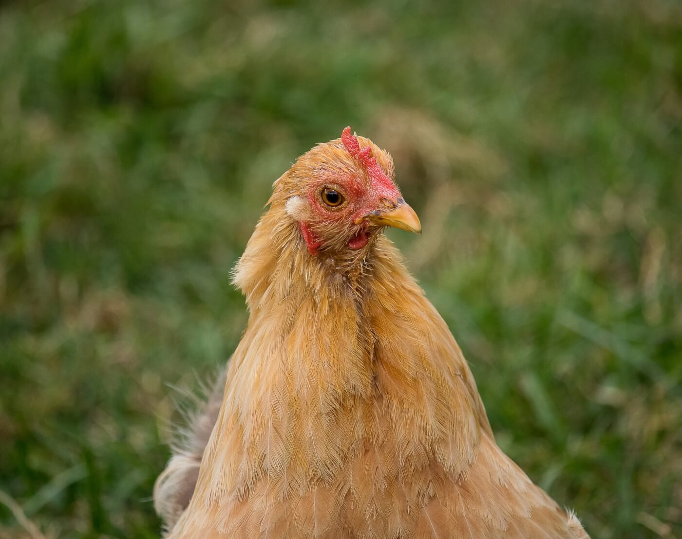 Курица это птица. Курица птица. Лесная курица. Chicken Hen разница. Товук расм.