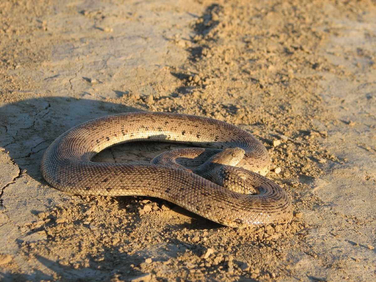 Искушение песчаного змея читать. Удавчик песчаный (Eryx miliaris). Степной удавчик. Песчаный удавчик – Eryx miliaris (Pallas, 1773). Арабский песчаный удавчик.