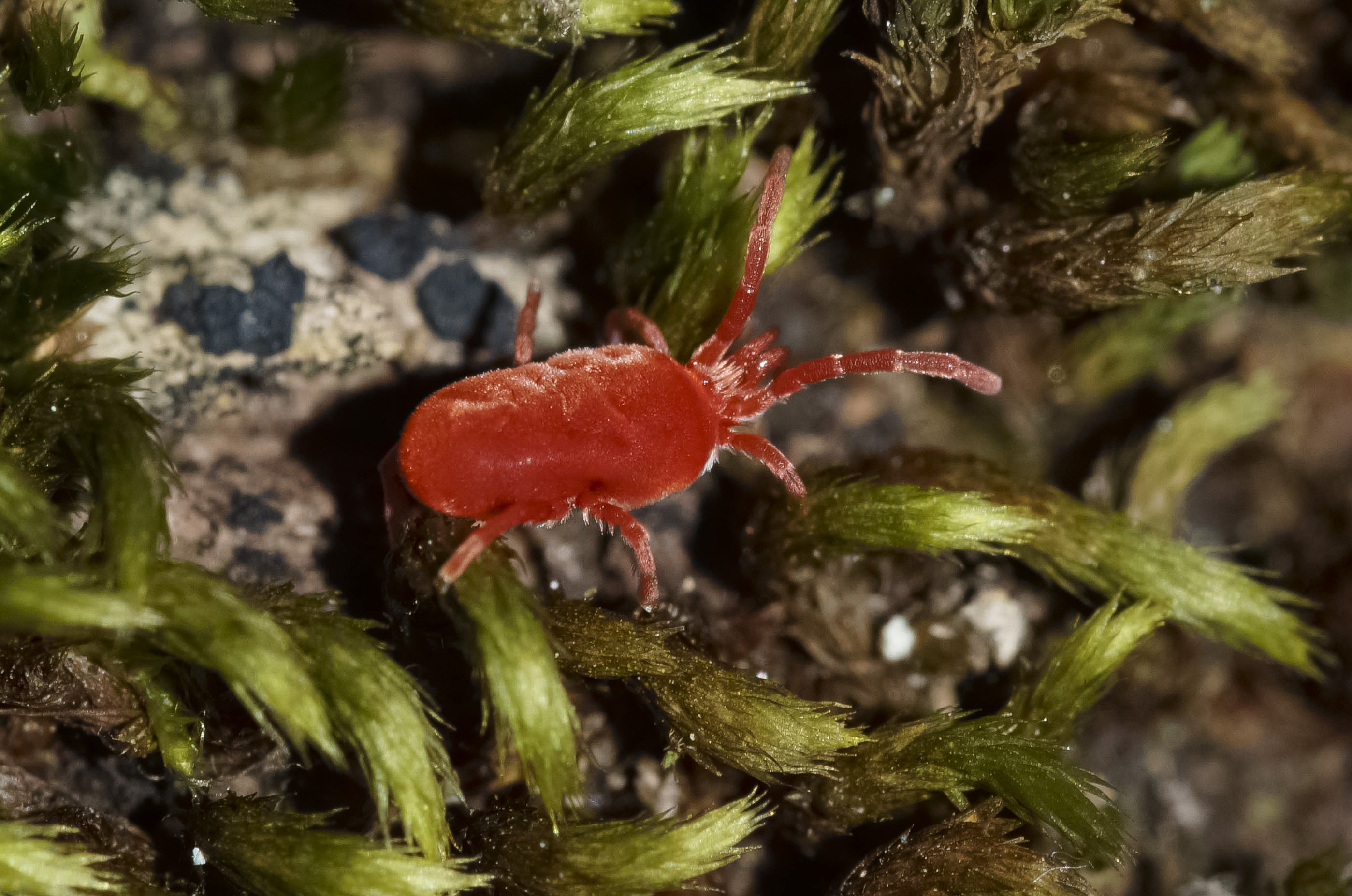 Почвенный клещ. Trombidium holosericeum. Почвенный клещ краснотелка. Гипоаскес почвенный клещ. Клещи – краснотелки (Trombidium).