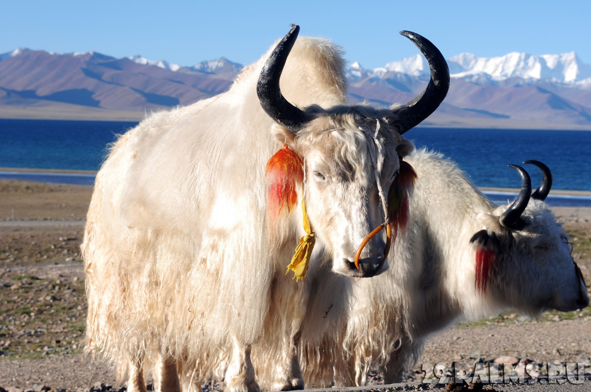 Білий як. Белый тибетский як. Тибетский бык. Тибетский бык белый. Белый тибетский корова.