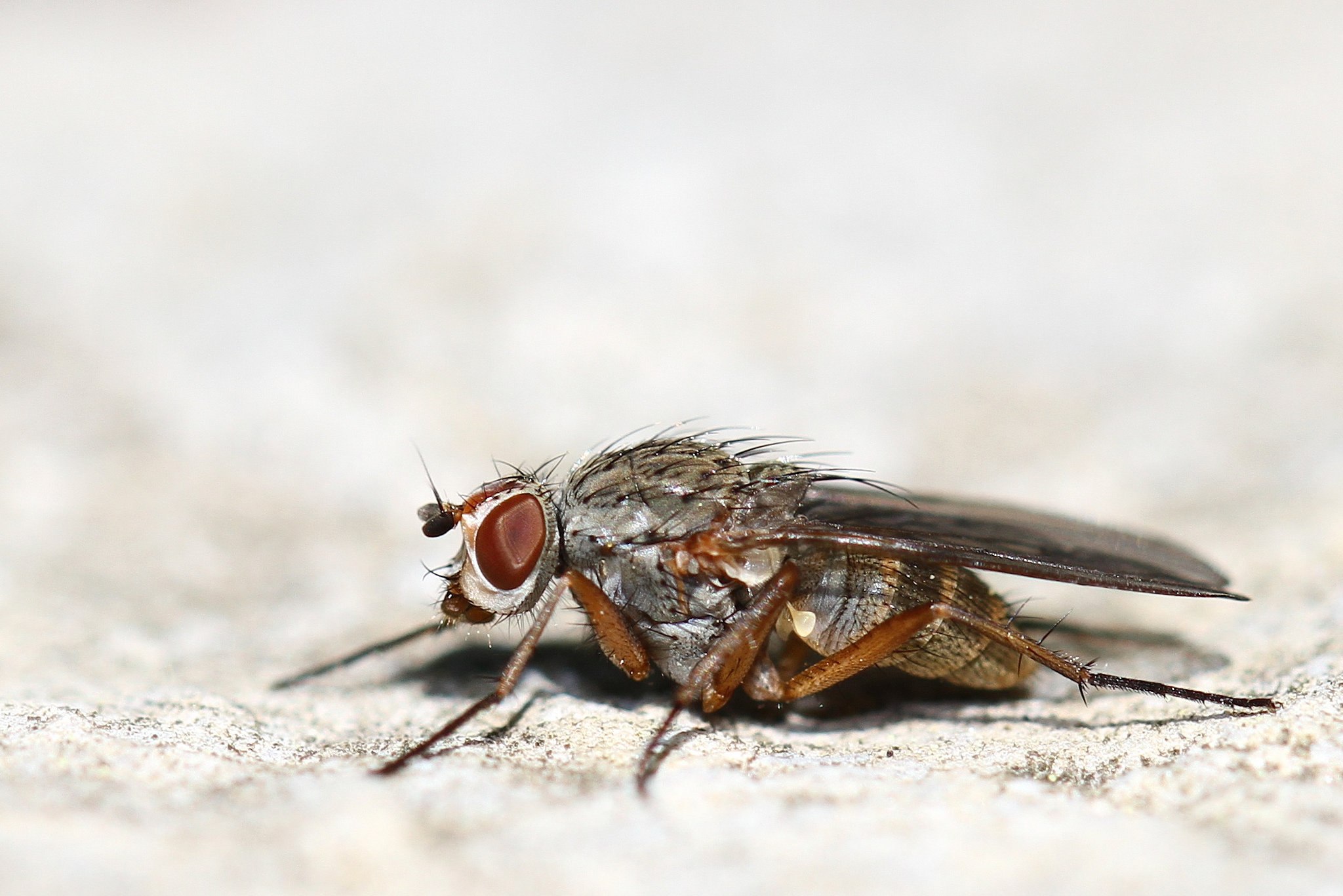 Сон муха большая. Муха жигалка. Муха под микроскопом. Спортивная Муха. Муха жигалка фото.