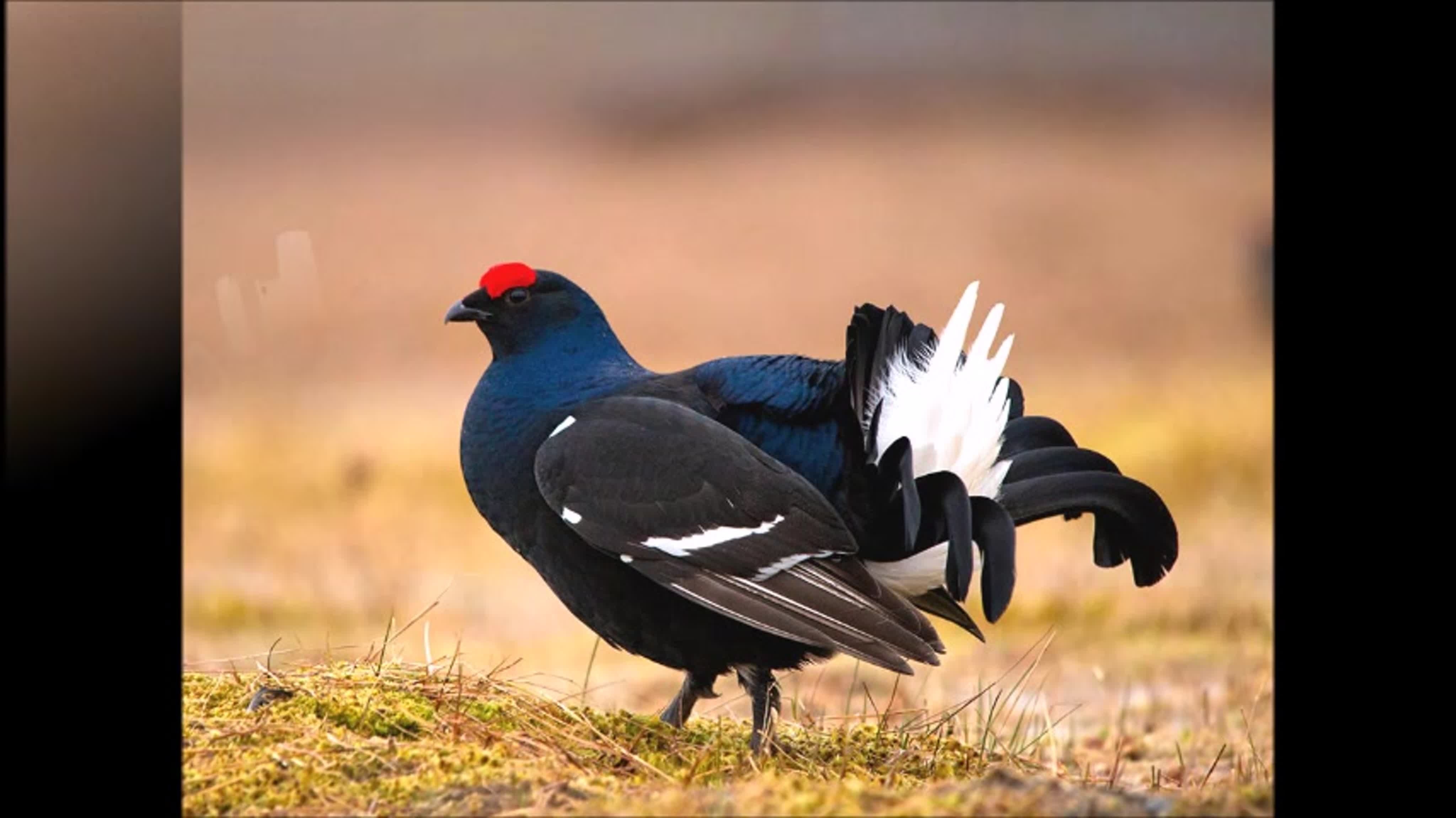 глухарь фото птица самец и самка