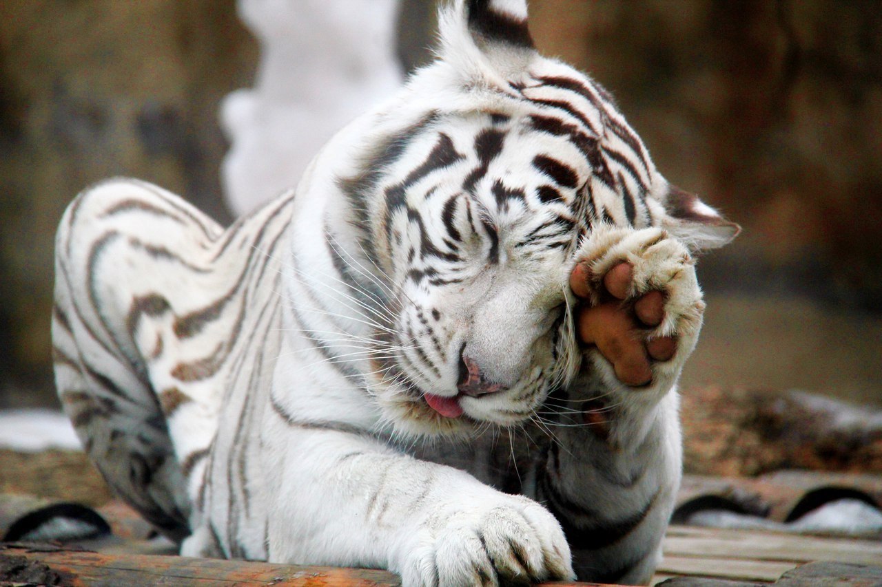 Бенгальский тигр белая вариация