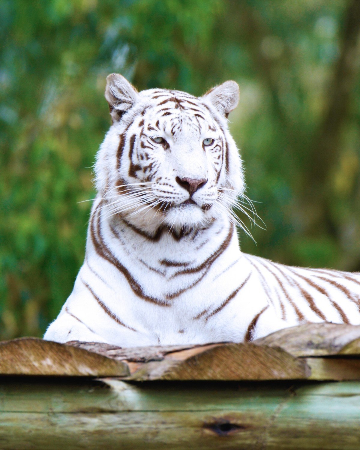 Белый тигр: изображения без лицензионных платежей