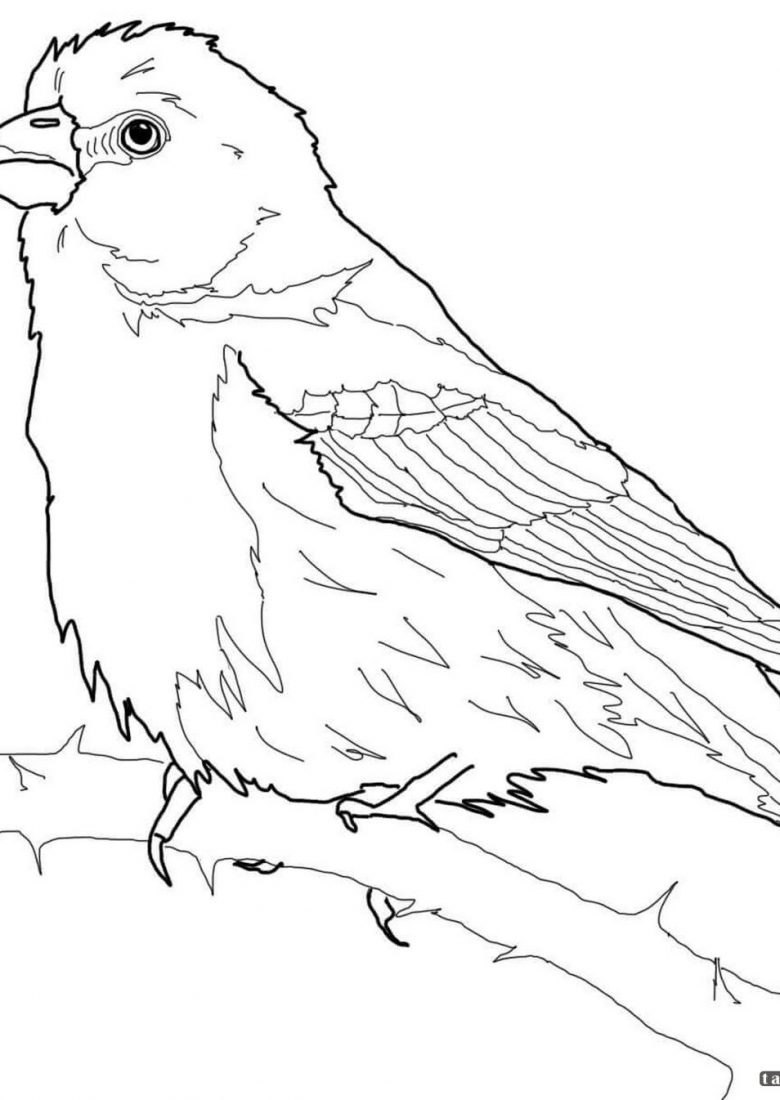Рисунок птица для печати