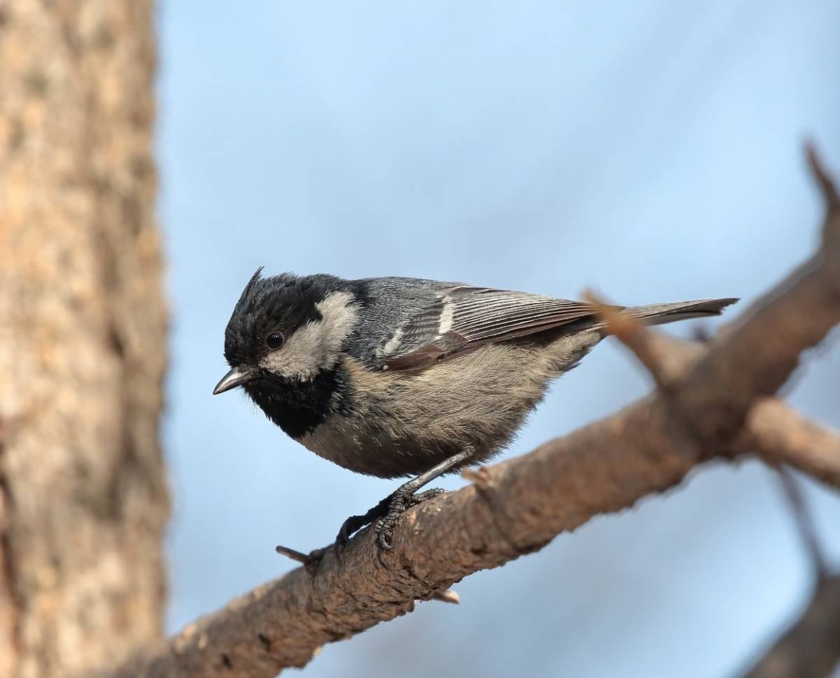 Московка фото. Синица Московка. Синичка Московка. Московка (Parus ater). Синица Московка (Parus ater).