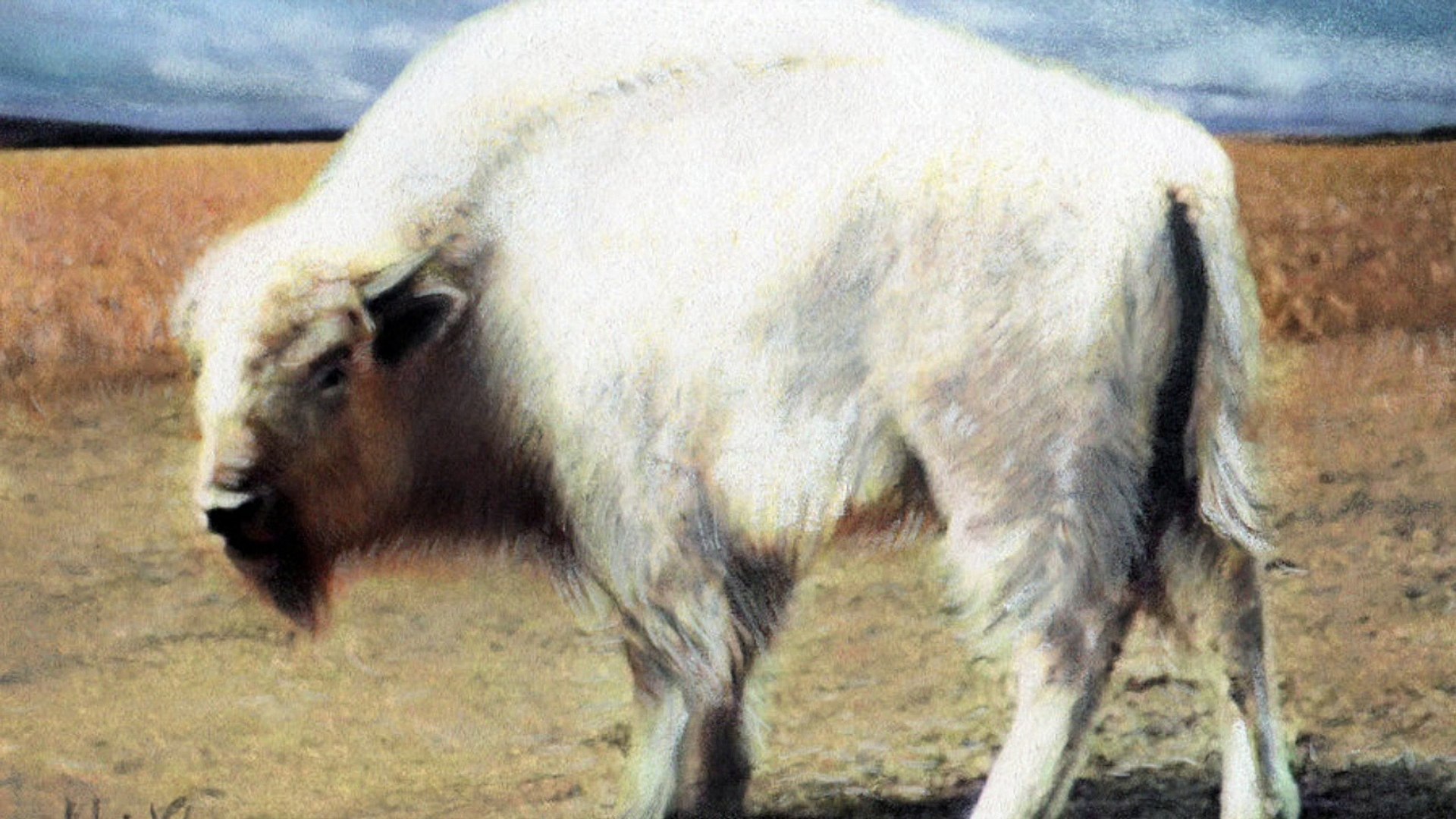 Белый бизон. Белый Бизон 1977. Бизон альбинос. Бизон альбинос американский. Белый буйвол.