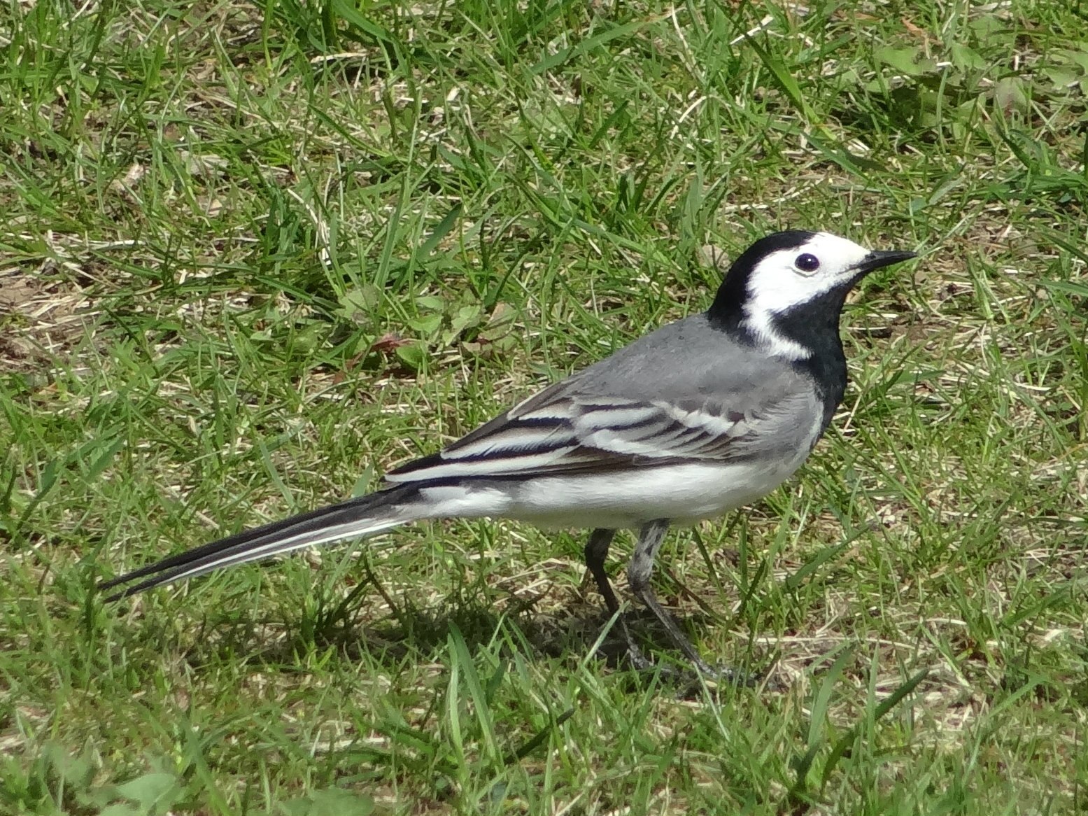 Трава гусеница трясогузка кошка. Пегая трясогузка. Motacilla Alba. Трясогузка с жуком. Серая трясогузка.