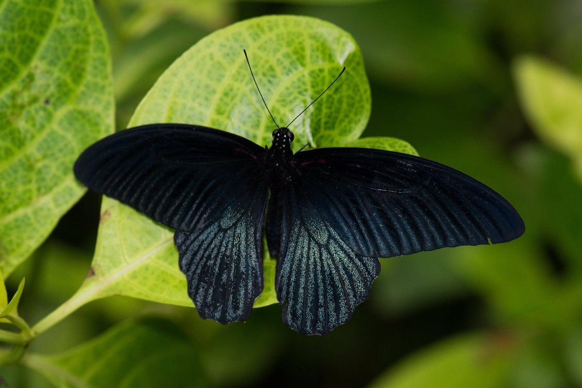 Темная бабочка - картинки и фото poknok.art