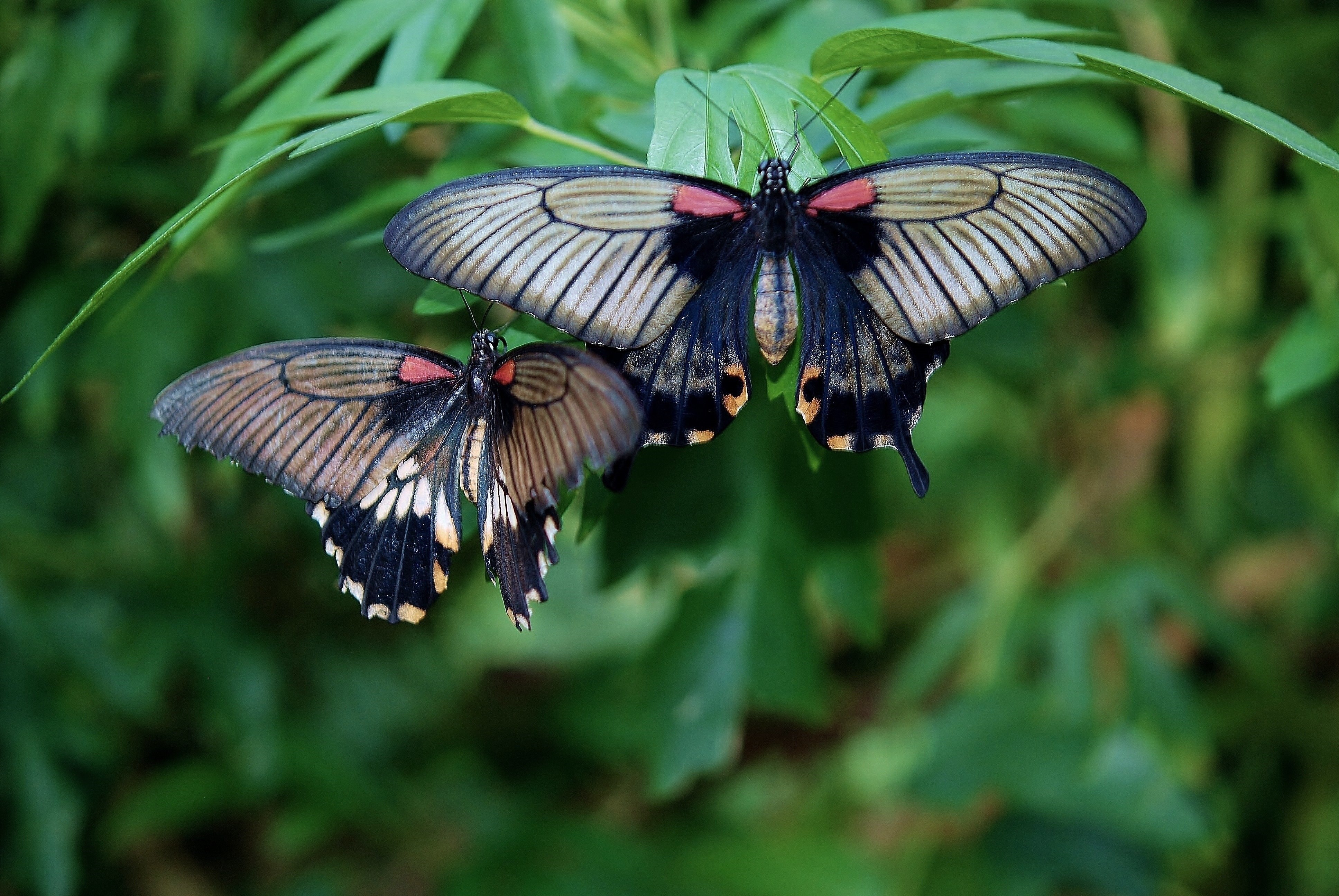 Черные ночные бабочки. Тропические бабочки. Бабочка черная. Черный мотылек. Черная Тропическая бабочка.