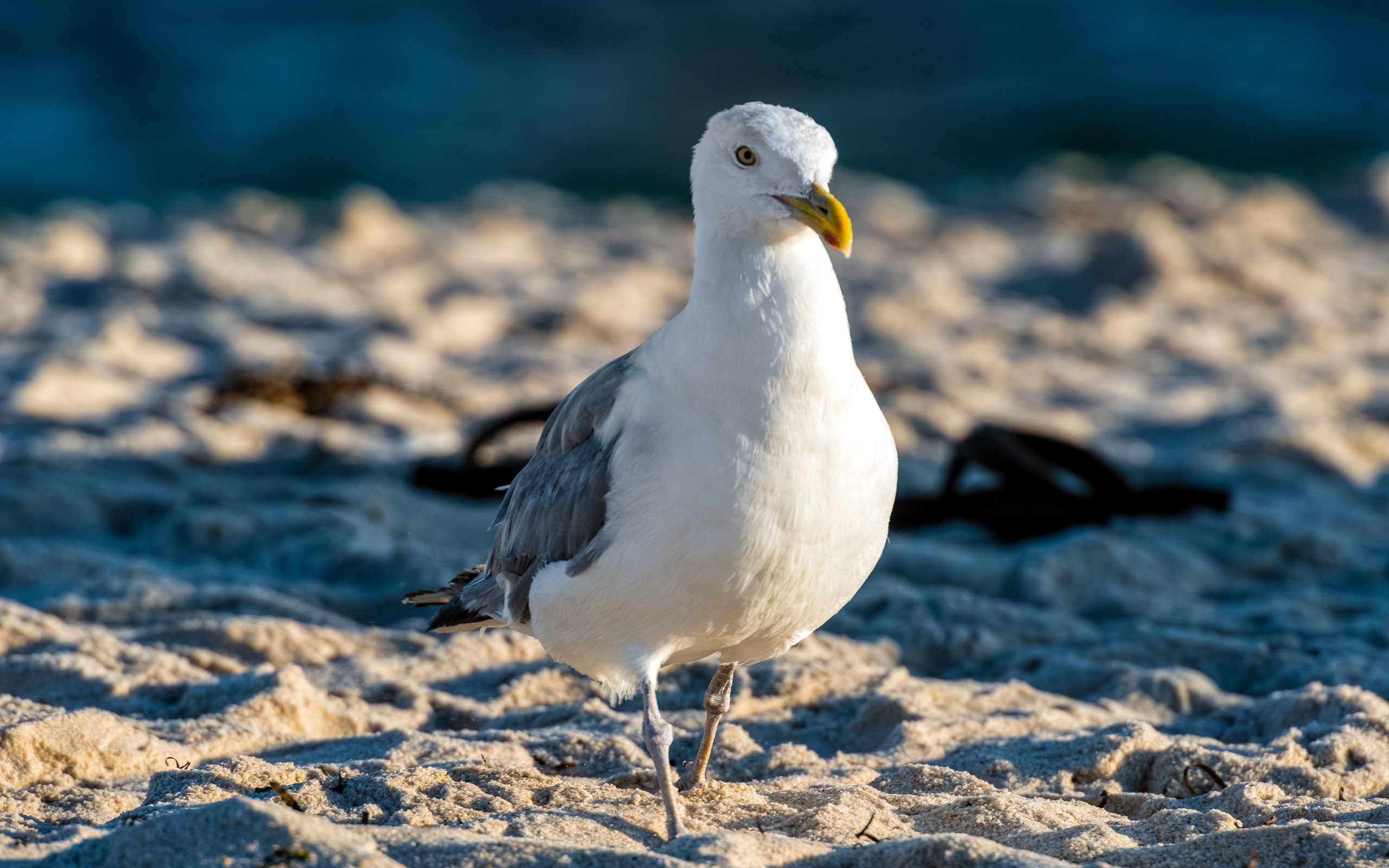 Фотография чайки. Чайка Seagull. Чайка сидит. Фото чаек. Чайка улыбается.