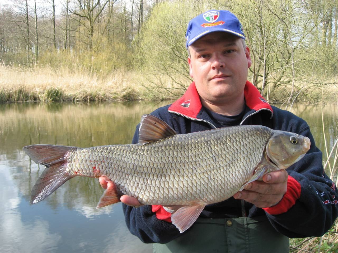 Самая большая рыба в калининградской области. Язь. Язь рыба. Язь Озерный. Язь Речной.