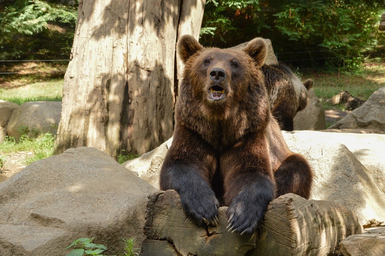 Ve bear. Амурский медведь. Медведь коричневый. Неуклюжий медведь. Домашний медведь.