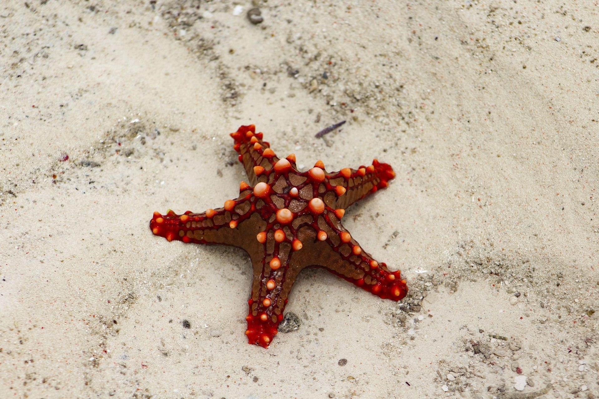 Морская звезда архипо. Морская звезда. Королевская морская звезда. Иглокожие морские звезды. Морская звезда и кораллы.