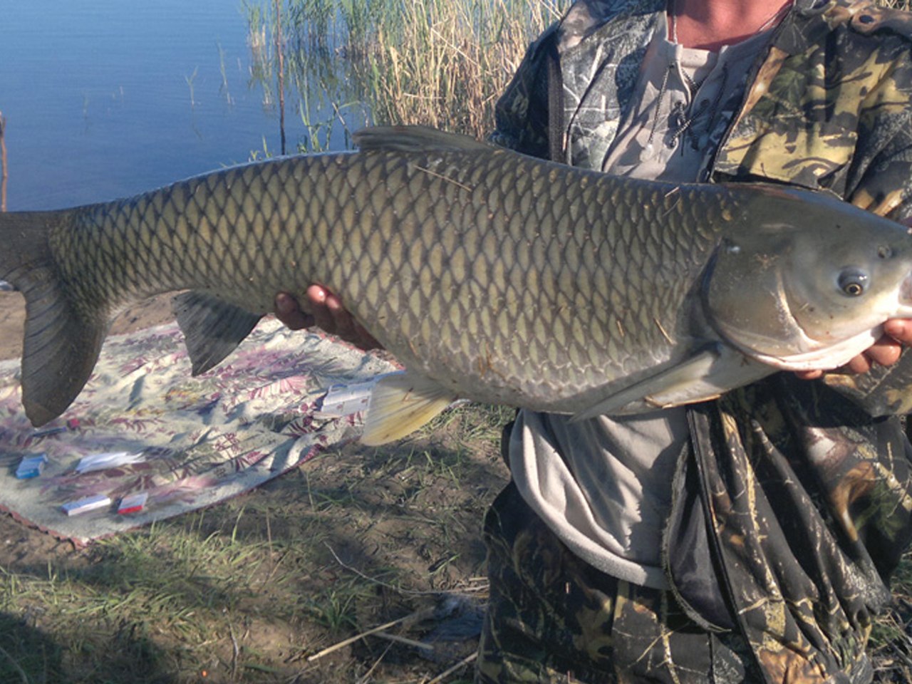 Рыбы амура. Белый Амур 100 кг. Белый Амур 50 кг. Белый Амур Астрахань. Белый Амур карповые.