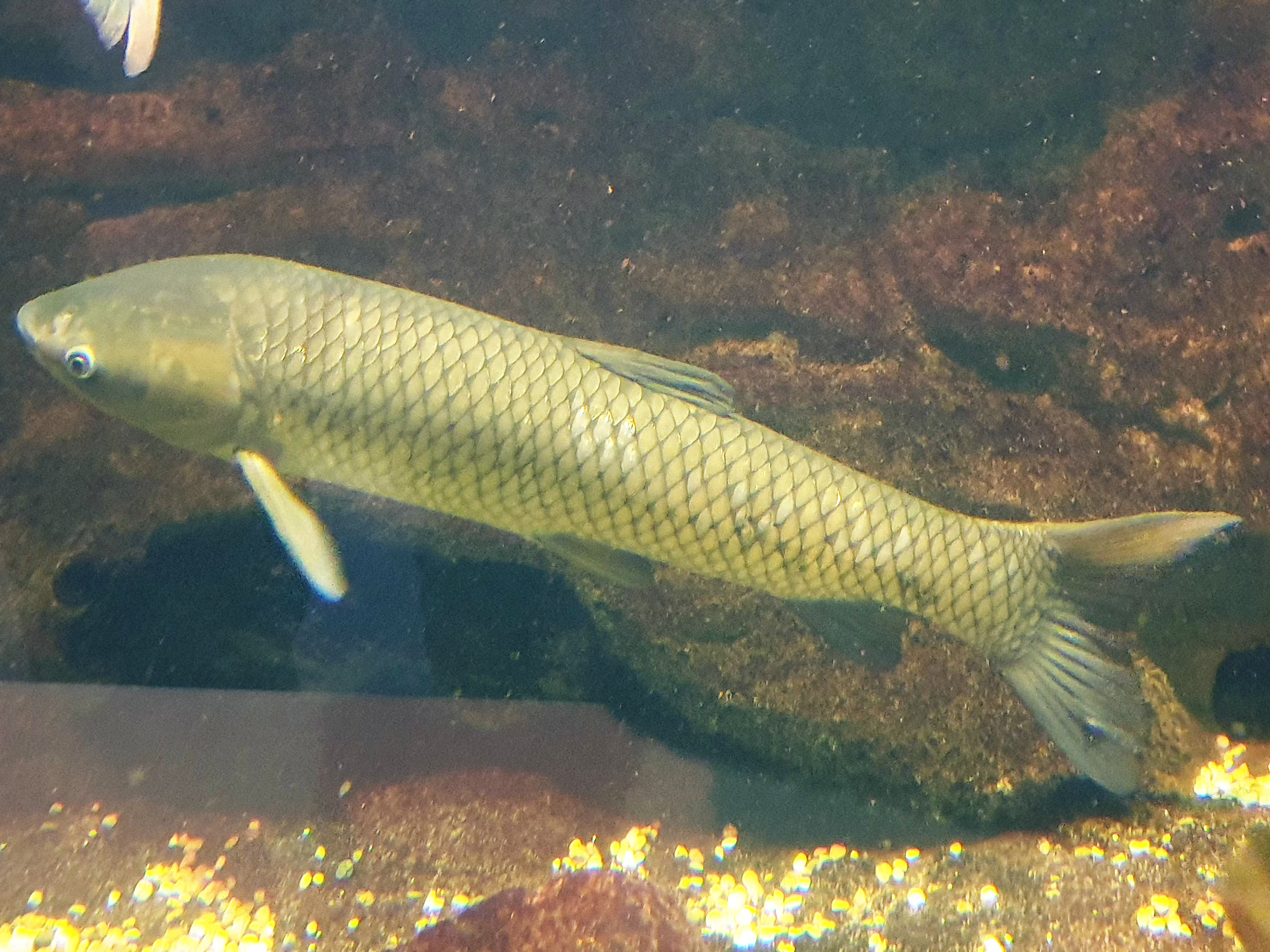 Белый Амур (Ctenopharyngodon Idella). Кубанский усач рыба. Белый Амур 25кг. Рыба Вырезуб и белый Амур.