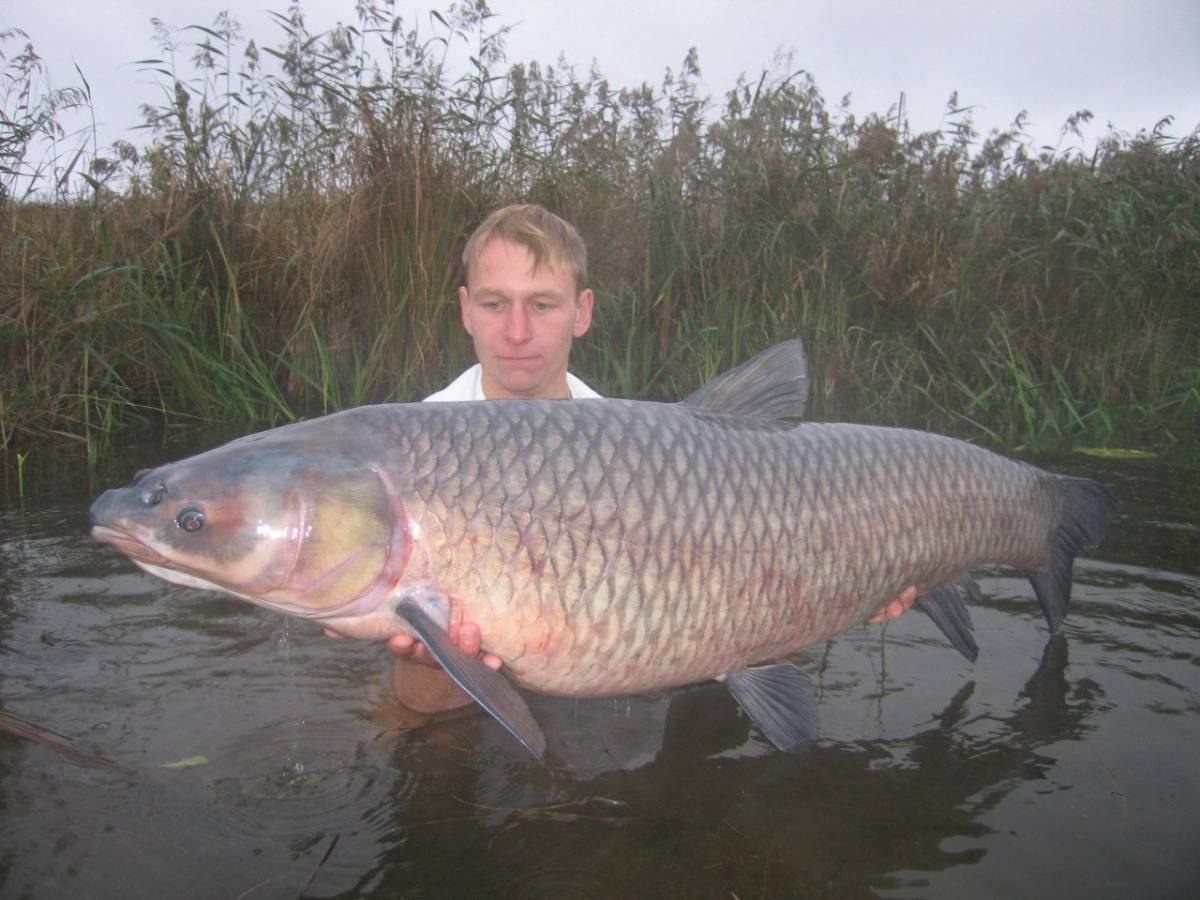 Где водится белый амур. Рыба белый Амур Карп. Белый Амур 50 кг. Амур рыба малек. Белый Амур 30кг.