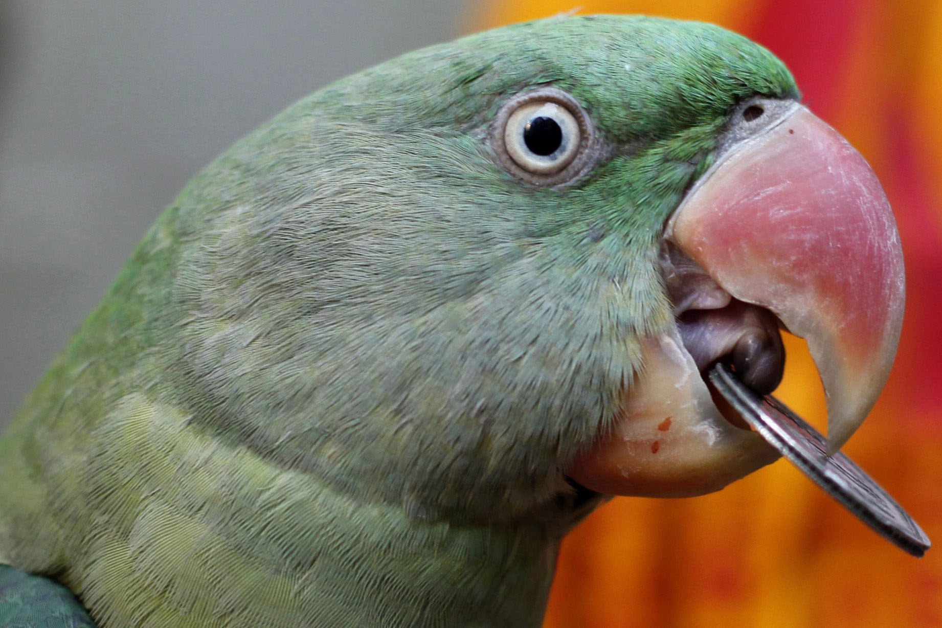 У попугая есть зубы