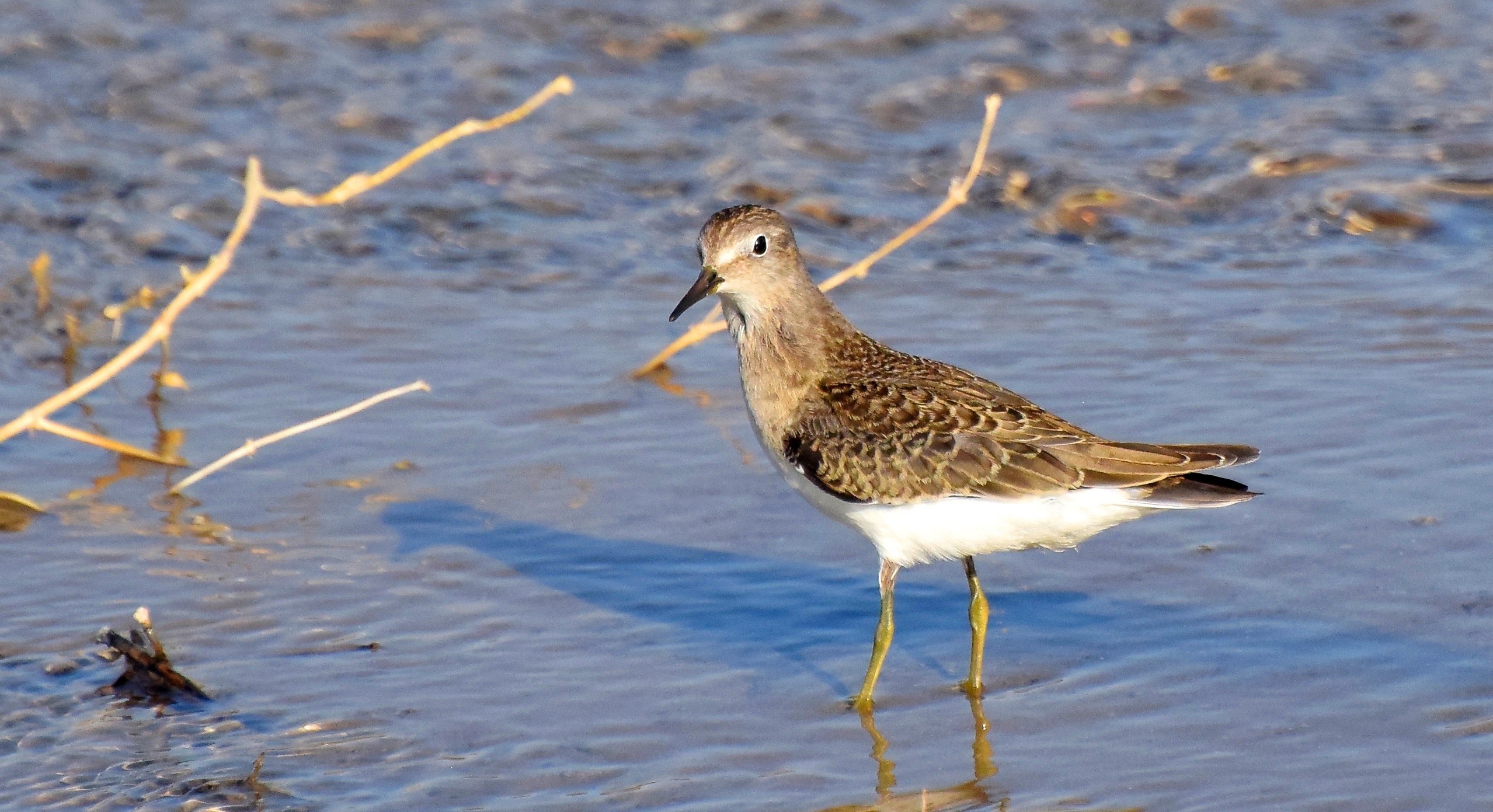 Что такое кулички. Песочник-крошка (Calidris minutilla).. Белохвостый песочник. Кулик песочник. Кулик песочник морской.