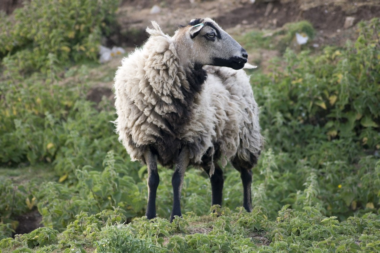 Lc di ewe. Тоскана овца. Овцы в Уэльсе. Горная овца. Горные овечки.