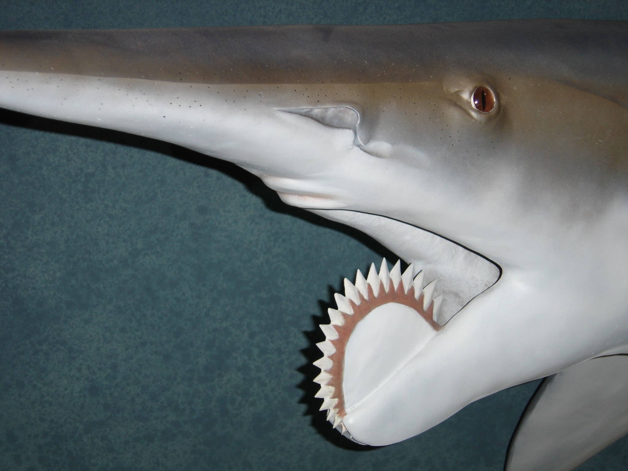 Большие зубы акулы. Геликоприон акула. Древняя акула геликоприон. Рыба геликоприон. Геликоприон скелет.