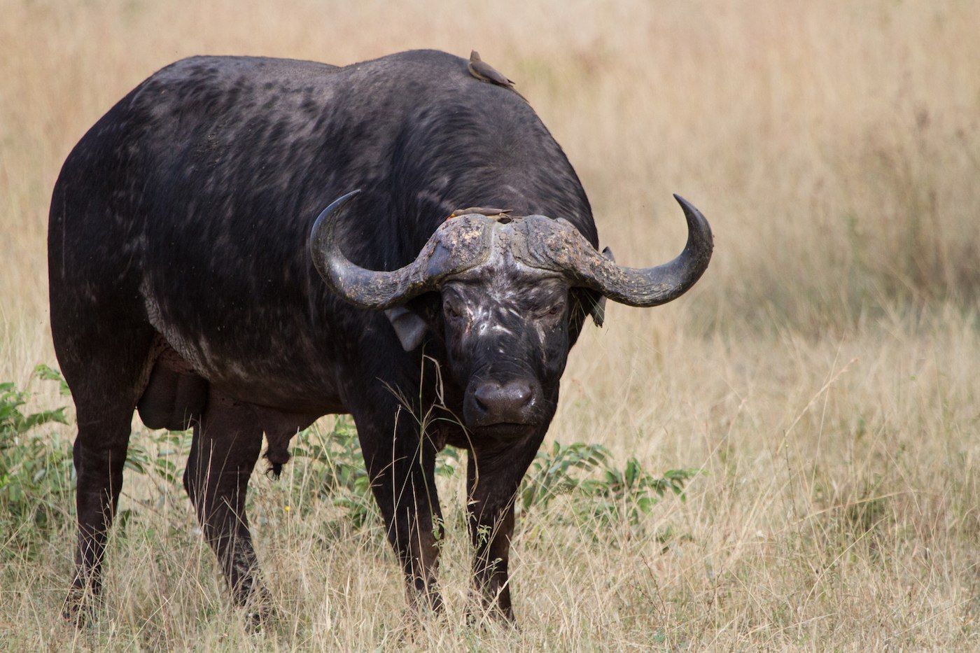 Кентос буйвол