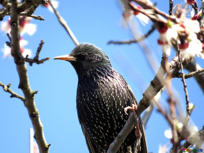 Перелетные птицы птицы