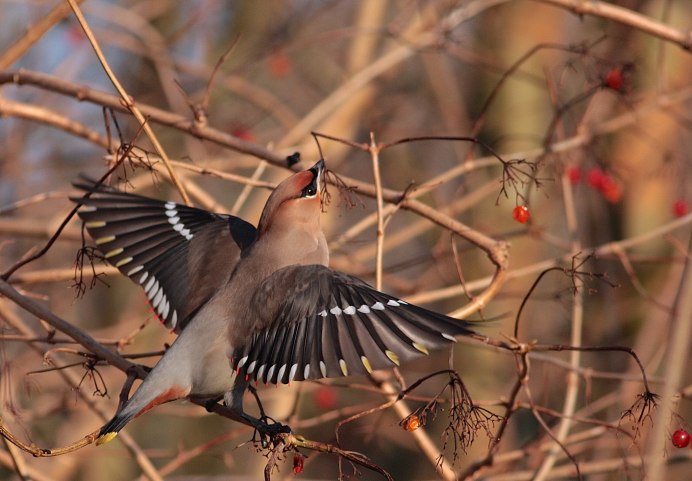 Осенний журавлиный Клин