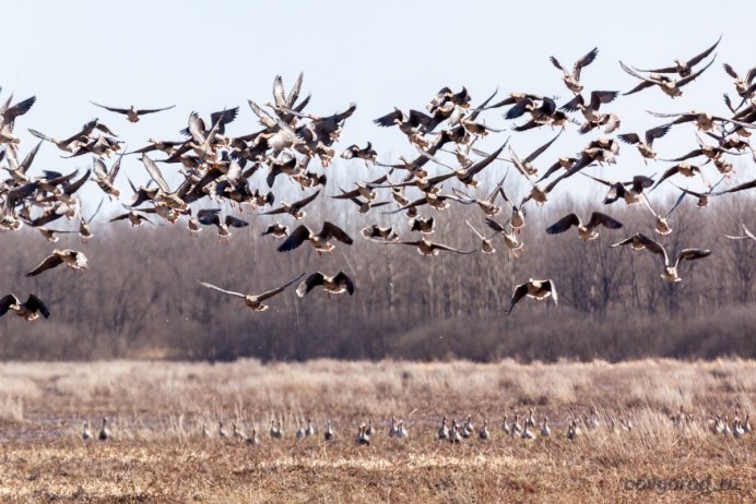 Перелетные птички Аист