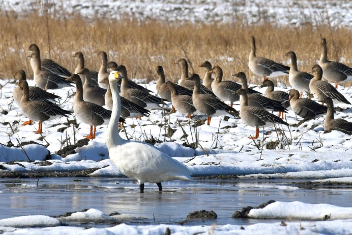 Клин диких гусей в небе