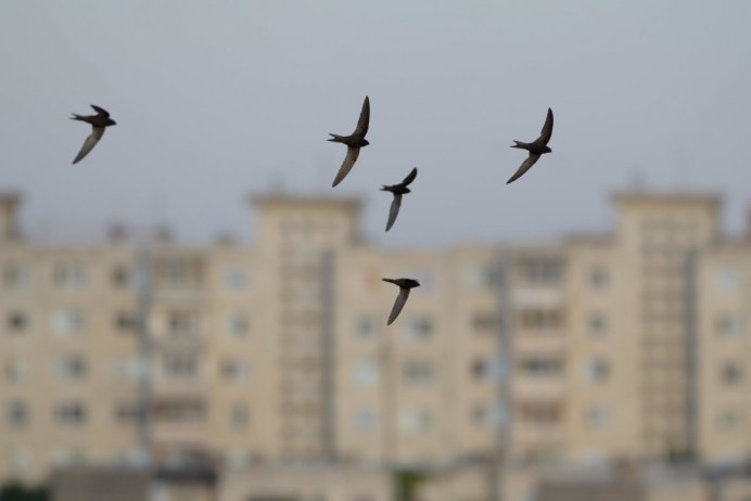 Миграция птиц