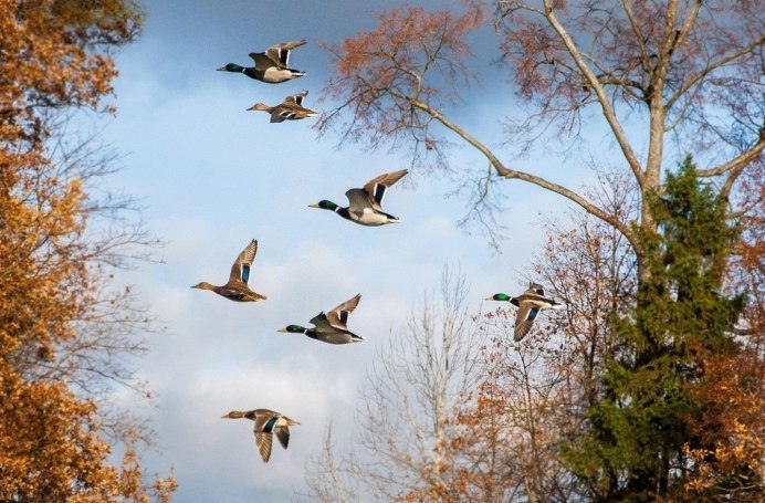 Перелетные птицы средняя Азия