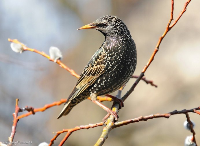 Северные перелетные птицы