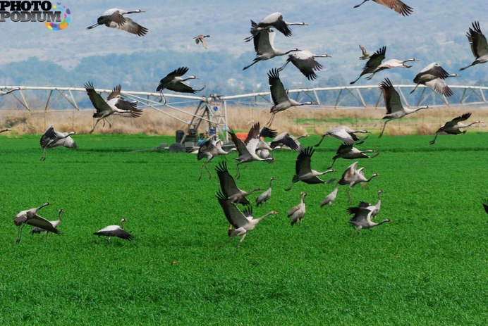 Какие птицы летят в Новосибирске