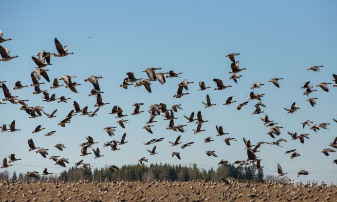 Лесной конек Перелетная птица