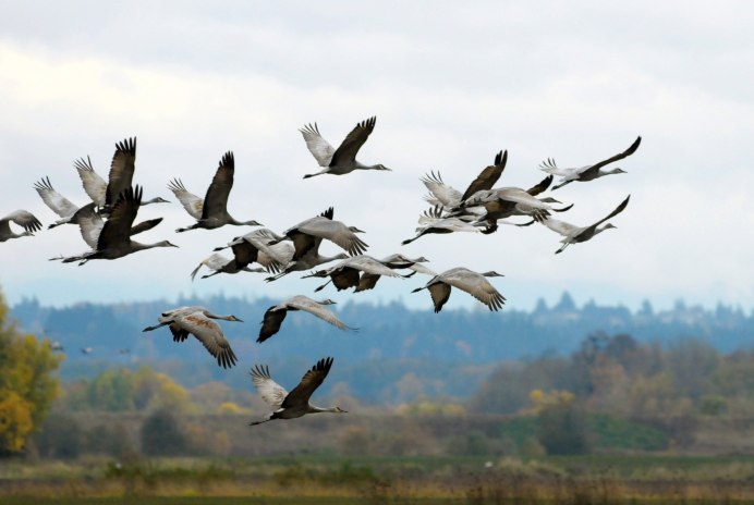 Перелётные птицы журавлиный Клин