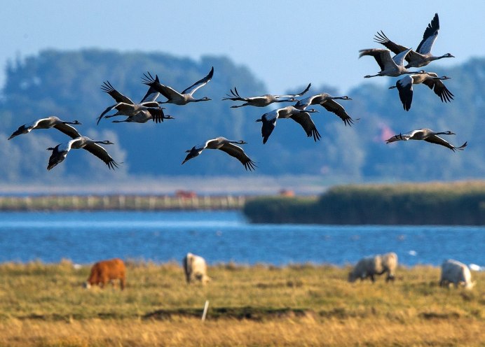 Стайки птиц улетающих на Юг Журавли