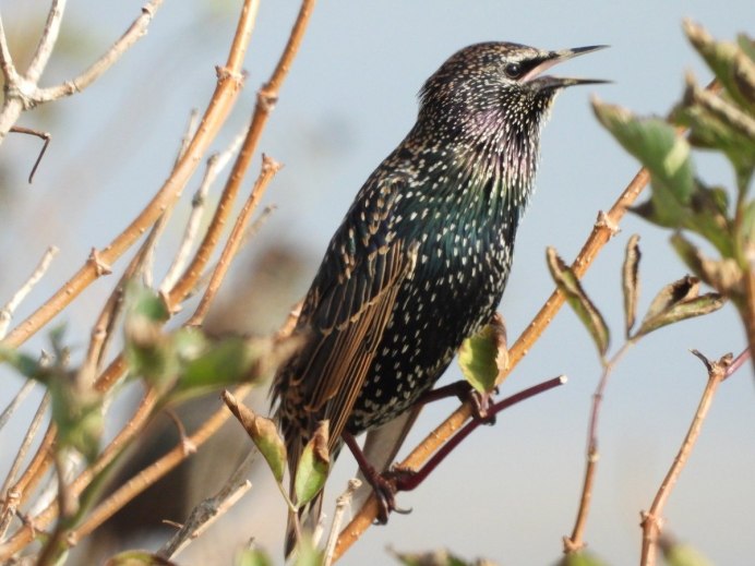 Серёжковый скворец