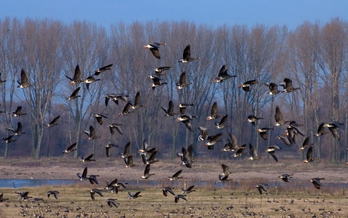 Птицы прилетели