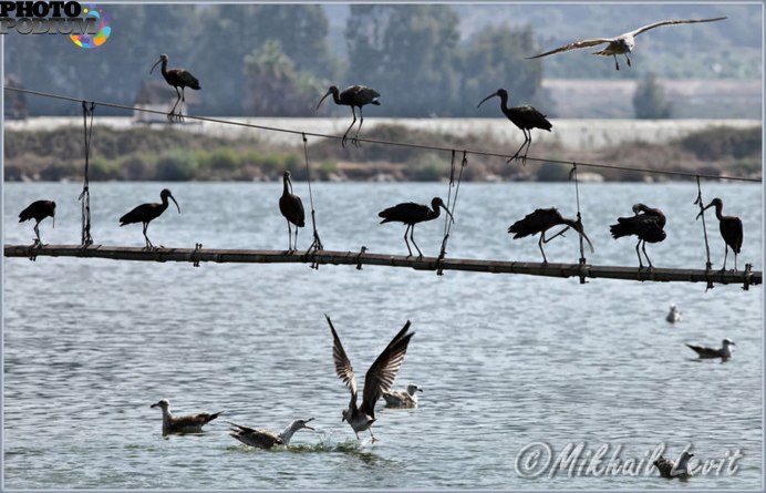 Осенний пролёт птицы