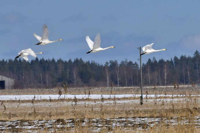Ласточка Перелетная