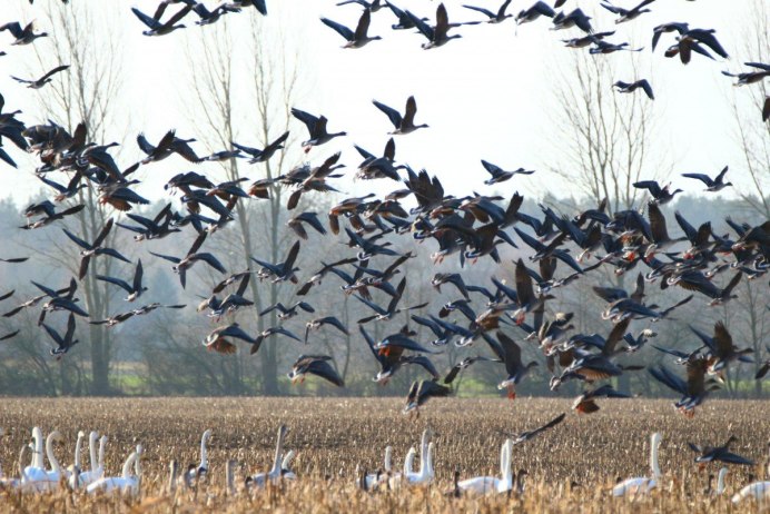 Дикие гуси перелетные птицы