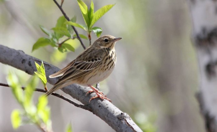 Стрижи прилетели птицы