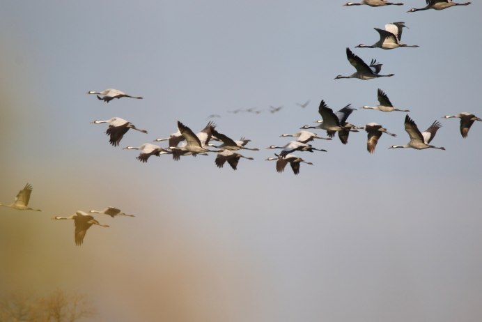 Вороны перелетные остались в Израиле