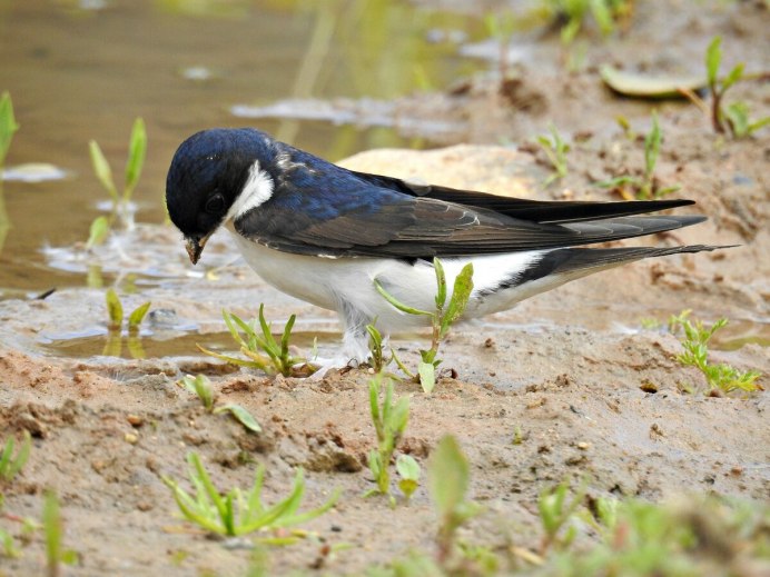 Всемирный день мигрирующих птиц
