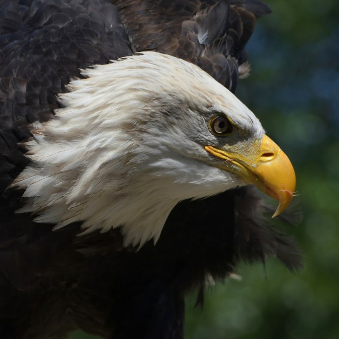 Американский Орлан анфас