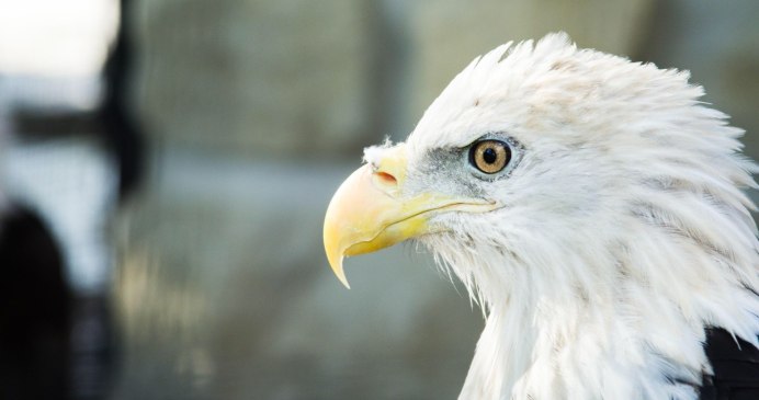 Белоголовый Орлан анфас