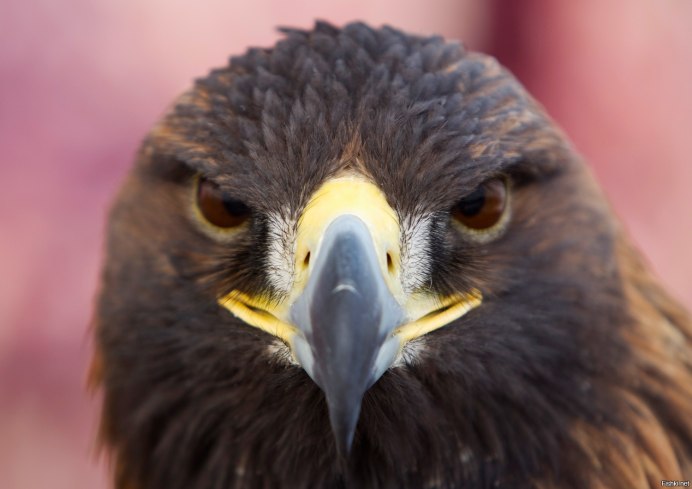 Haliaeetus leucocephalus