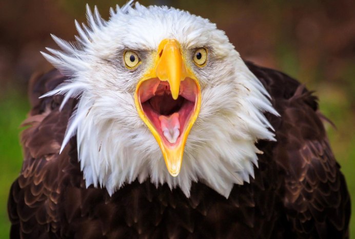 Орел с открытым клювом